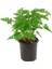 Pelargonium Odoratissimum - Itır Bitkisi 1