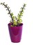 Saksılı Bonsai Ağaç Crassula Portulacaria Afra Para Ağacı Fidanı Dolgun 25-30CM 1