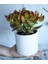 Crassula Ovata Bereket Çiçeği, Beyaz Seramik Saksıda 1