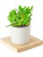 Seramik Saksıda Crassula Ovata Para Çiçeği +5 Alman Zambağı Soğanı 1