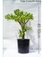 Para Ağacı Para Çiçeği Crassula Ovata 1