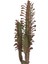 Euphorbia Trigona Rubra Süt Ağacı Kaktüs 40 cm 2