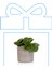 Ofis Peperomia Obtusifolia Seramik Saksılı 1