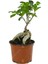 Ficus Bonsai 1