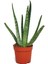 Aloe Vera Bitkisi Özel Üretim Yüksek Kalite 1