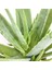 Aloe Vera Bitkisi Özel Üretim Yüksek Kalite 2