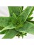 Aloe Vera Bitkisi Özel Üretim Yüksek Kalite 3