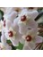 Hoya Cornosa - Mum Çiçeği, Saksıda 1