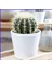 Altın Fıçı Kaktüs Echinocactus Grusonii 1