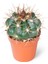 Melocactus Brevispinus 5,5cm Ø - Kaktüs 1