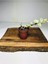 Portulacaria Afra 1