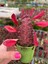 Süt Ağacı Kaktüs - Euphorbia Trigona Rubra 3