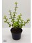 Bonsai Yeşim Ağacı Portulacaria Afra Sukulent 10CM Saksıda Uzunluk 30-35 cm Arasıdır 1