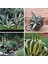 Agave Americana Fidesi Kampanya 1