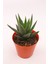 Haworthia Fasciata 1
