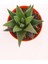 Haworthia Fasciata 2