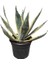 Agave Americana + Kaktüs 1