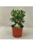 Para Ağacı Para Çiçeği Bereket Ağacı Crassula Ovata 1