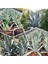 Agave Salmiana Saksılı Doğa Flora 1