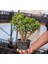 Para Ağacı Bereket Ağacı Para Çiçeği Crassula Ovata 1