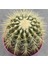 Echinocactus Grusonii 1