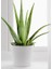 Şık Porselen De Büyük Boy Aloe Vera 1