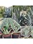 Agave Salmiana Saksılı Doğa Flora 1