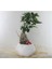 Ficus Ginseng Bonsai & Beyaz Geometrik Beton Saksıda Canlı Çiçek 2