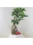 Ficus Ginseng Bonsai & Beyaz Geometrik Beton Saksıda Canlı Çiçek 3