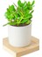 2 Adet Seramik Saksıda Crassula Ovata Para Çiçeği 1
