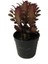 Euphorbia Trigona 'rubra' - Kaktüs 1