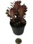 Euphorbia Trigona 'rubra' - Kaktüs 2