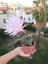 Echinopsis Oxygona - Büyük Boy Kaktüs 1