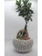 Ficus Ginseng Bonsai & Beyaz Vane Beton Saksıda Canlı Çiçek 1