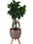 Kiremit Rengi Damla Saksıda Ficus Ginseng Bonsai 1