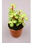 2 Âdet Portulacaria Afra Variegata Sukulent - 5.5 cm Saksıda 1