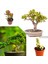 2 Tür Para Ağacı Crassula Ovata+Yeşim Ağacı Fidesi LLE8E 1