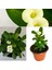 Euphorbia Beyaz Dikenler Tacı 1