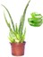 Aloevera Bitkisi Fidanı +5 Köklü Saksılı Şifalı Aloe Vera 25-30 cm 1