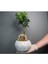 Ficus Ginseng Bonsai & Beyaz Vane Beton Saksıda Canlı Çiçek 2