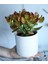 Crassula Ovata Bereket Çiçeği, Büyük Boy, Saksıda 1