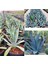 Agave Americana Orta Boy 1