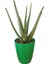 Aloevera Bitkisi 20-35 cm Doğal Krem Şifalı Bitki Sarısabır 1
