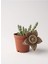 Leş Kaktüs Stapelia Variegata 5.5 cm Saksıda 1