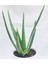 Aloevera Bitkisi 5-15 cm Doğal Krem Şifalı Bitki Sarısabır 1