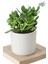 3 Adet Crassula Ovata Şans Para Çiçeği Şık Dekoratif Saksıda 3