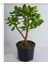 Bonsai Crassula Ovata Para Ağacı 1