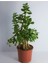 Bonsai Crassula Ovata Para Bereket Ağacı 10 Yaş 1