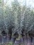 4 Adet Gemlik Zeytin Fidanı Fidesi 2