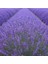 30 Adet Lavanta Angustifolia Fidanı Fidesi 1